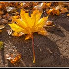 herbstdetail