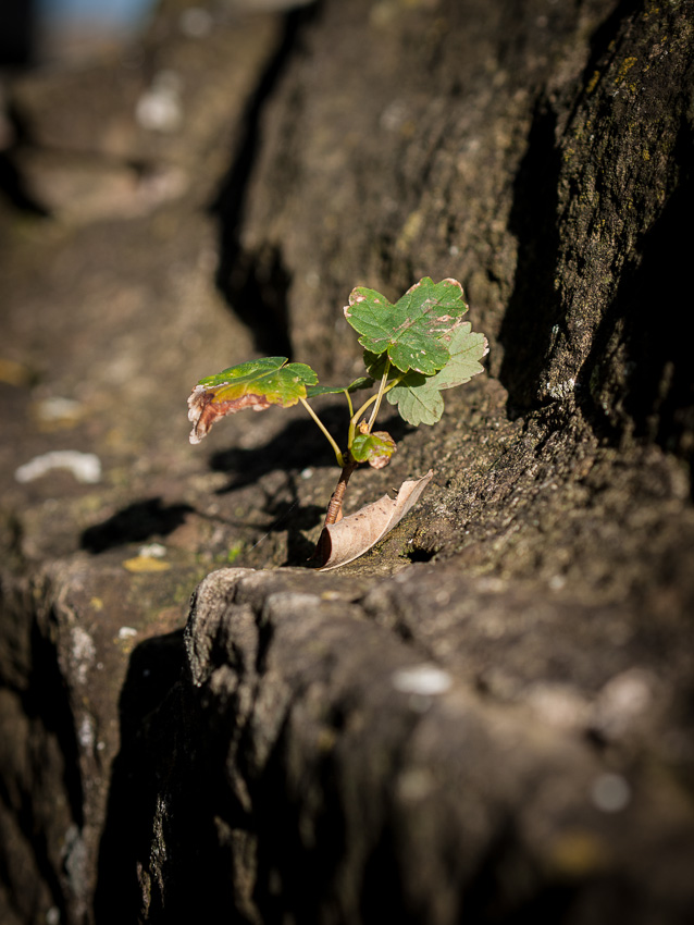 Herbstdetail