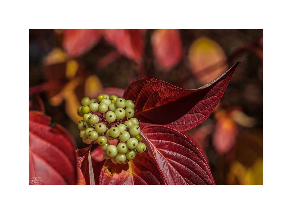 Herbstdetail