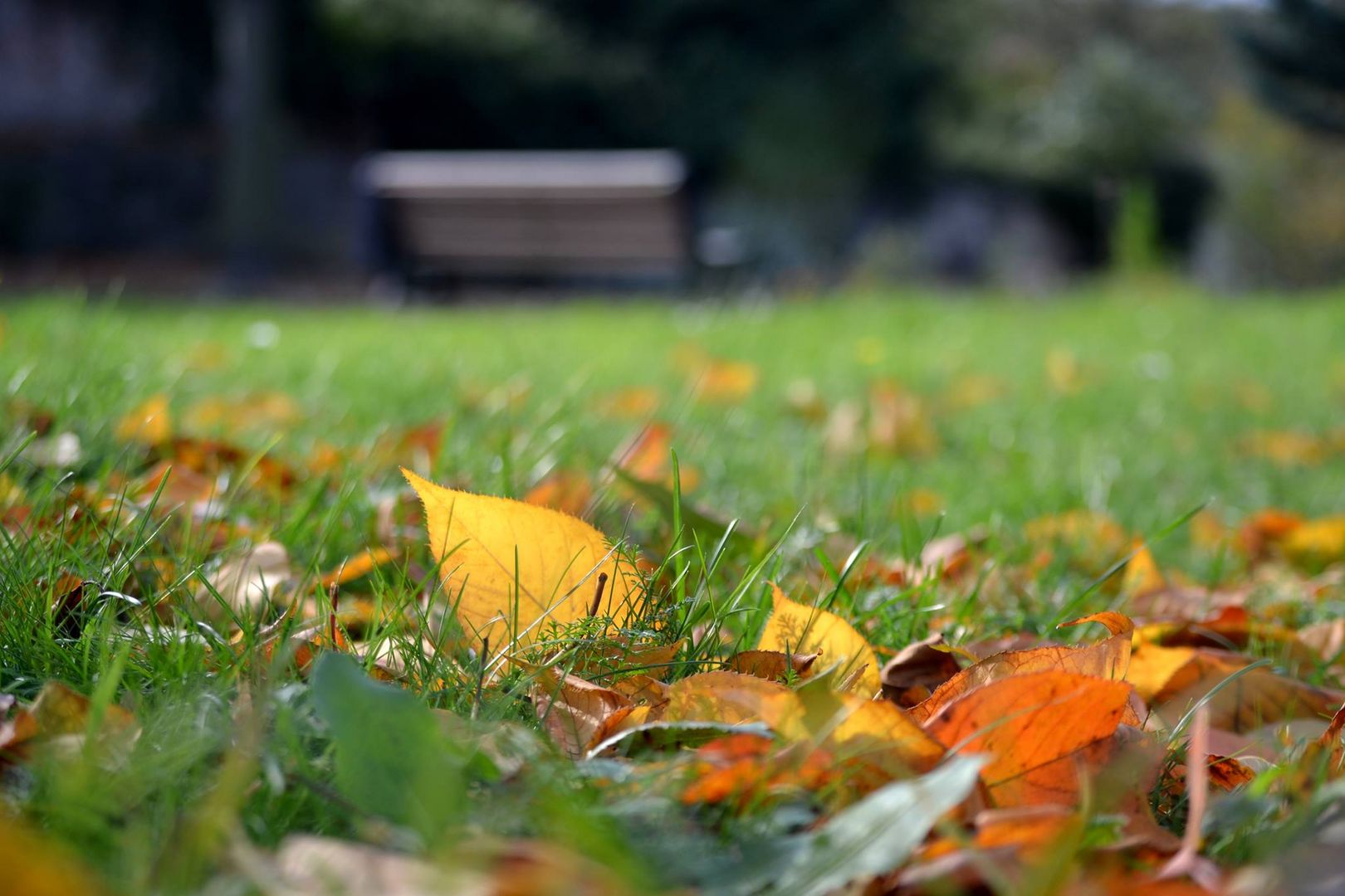 Herbstdetail