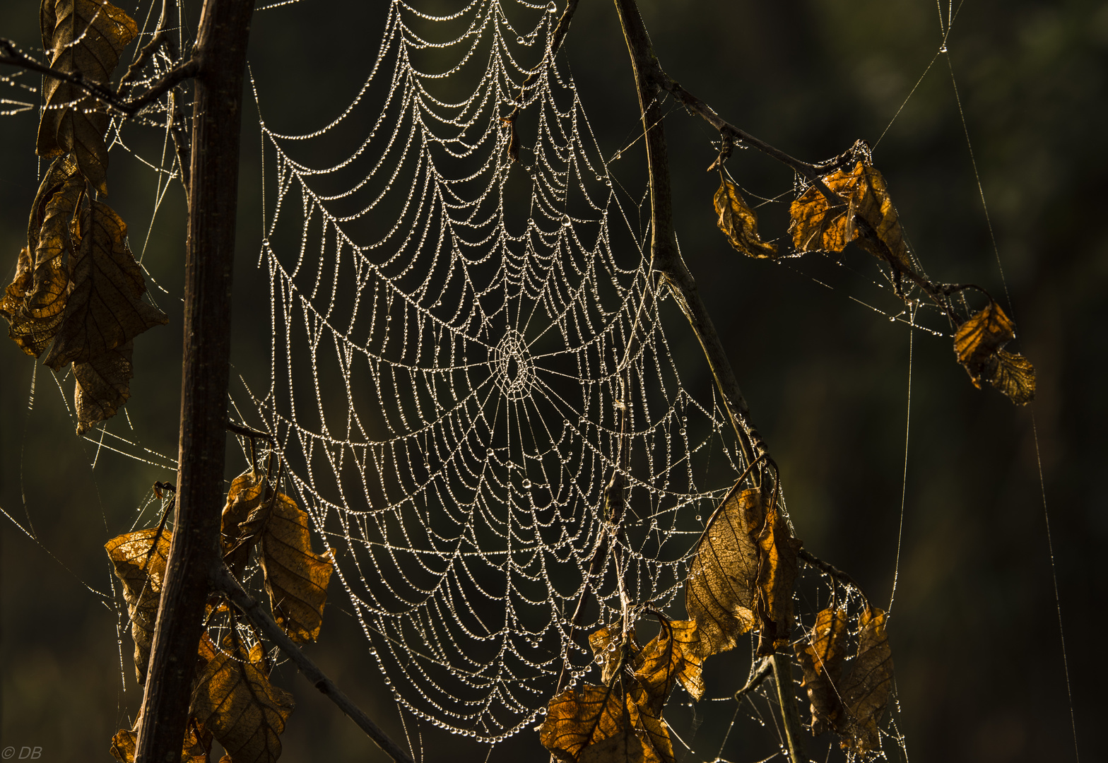 " Herbstdetail "