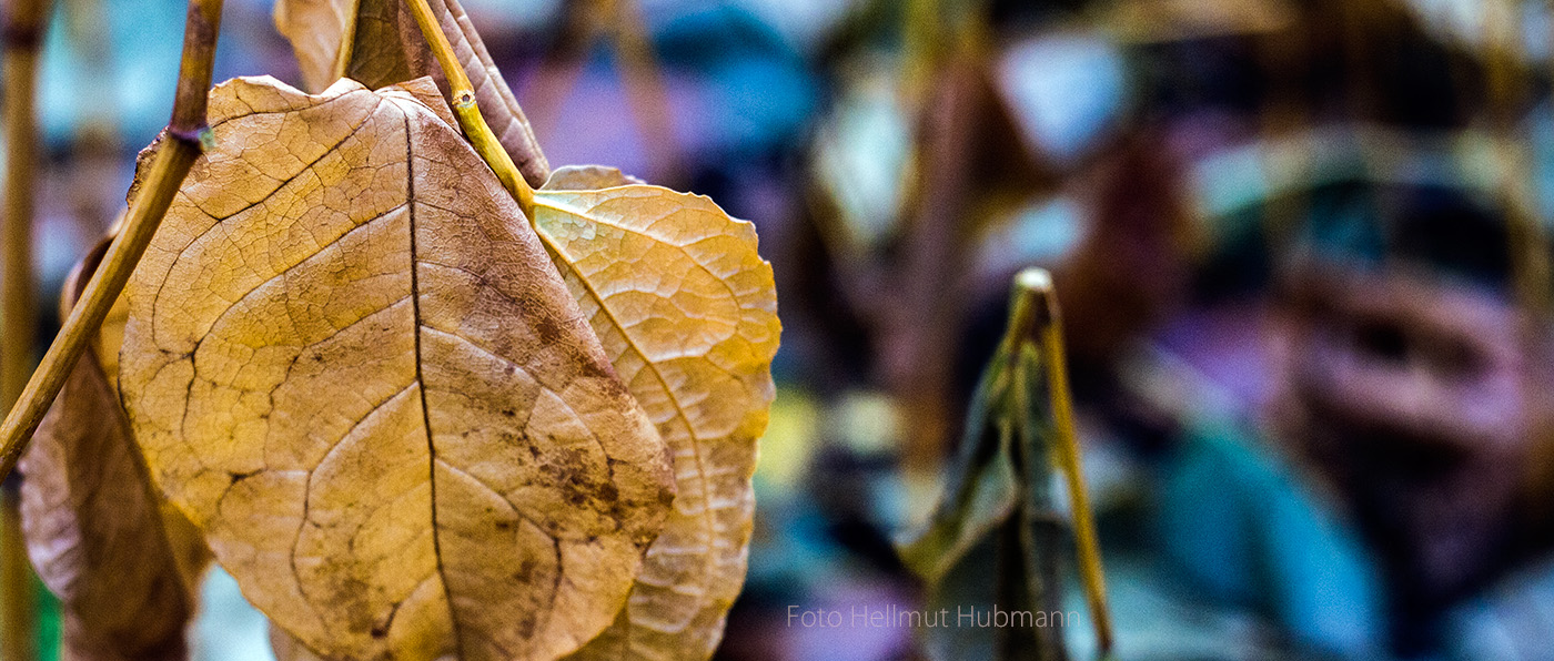 HERBSTDETAIL MIT ZIEMLICH OFFENER BLENDE