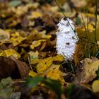 herbstdetail3