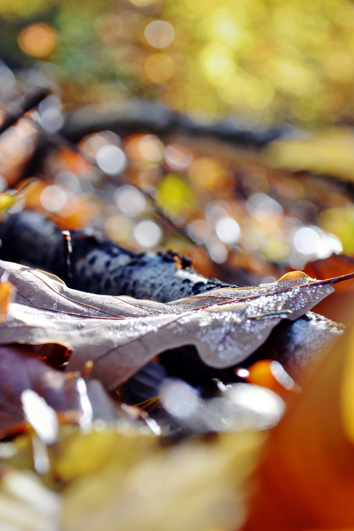 Herbstdetails