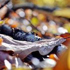 Herbstdetails