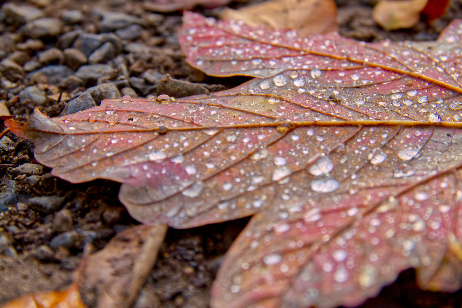 Herbstdetails