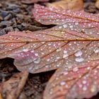 Herbstdetails