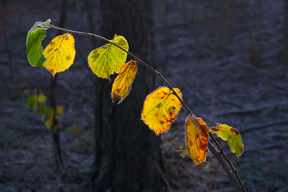 Herbstdiagonale