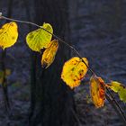 Herbstdiagonale