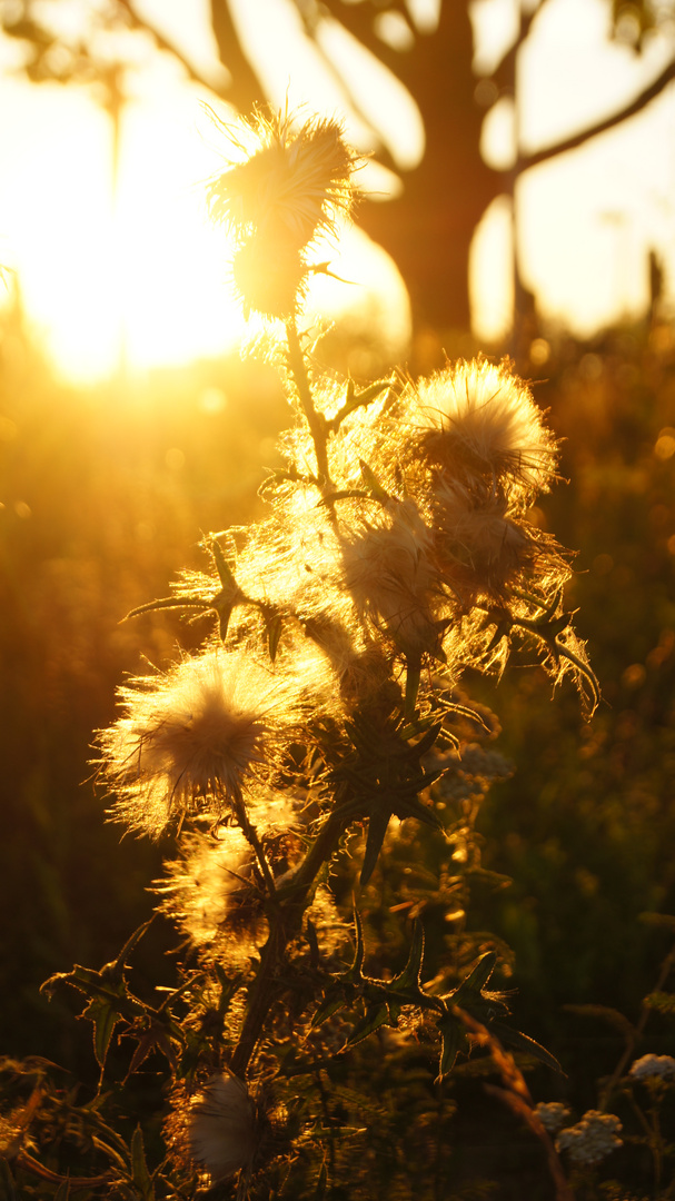 Herbstdistel