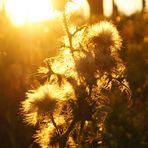 Herbstdistel