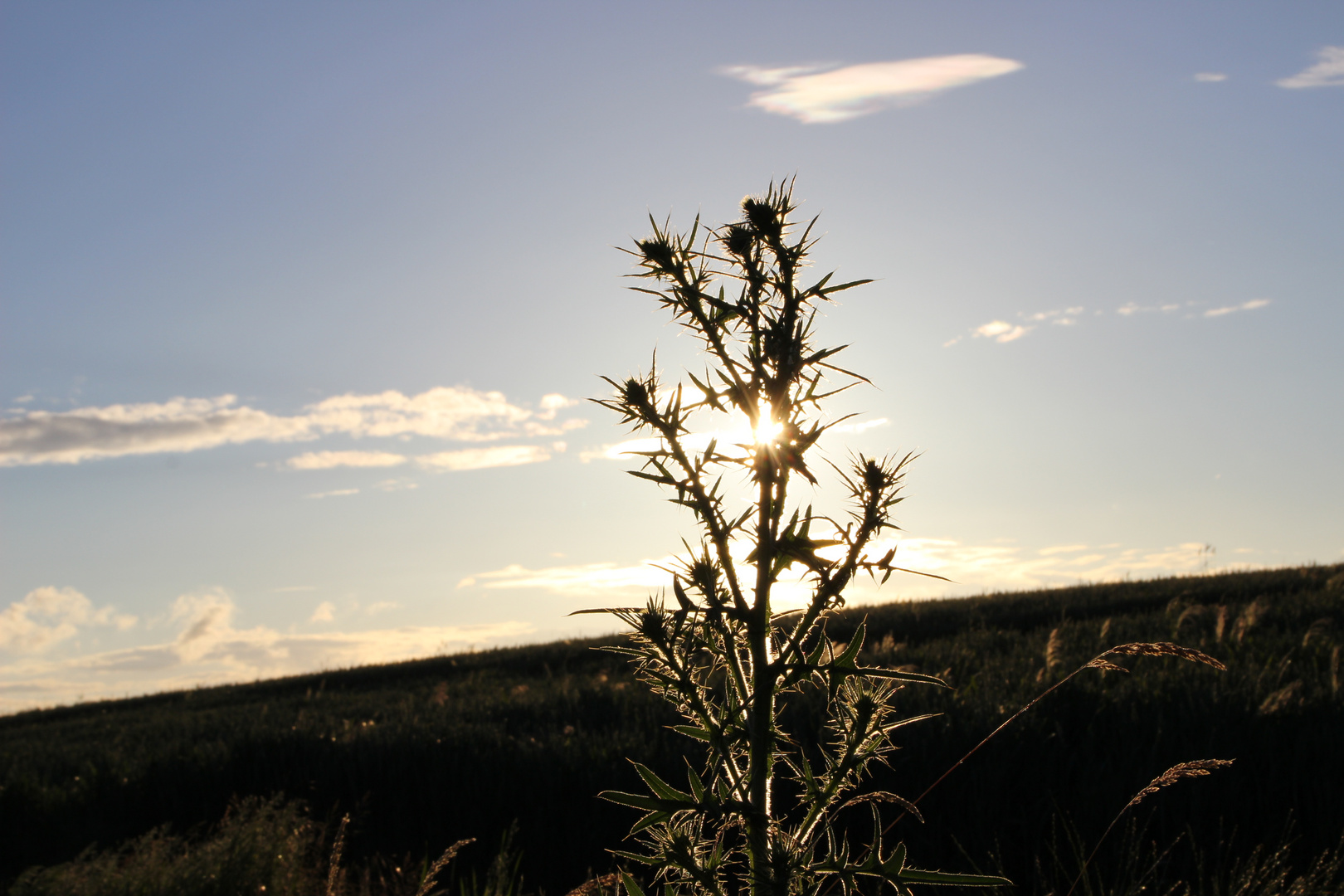 Herbstdistel