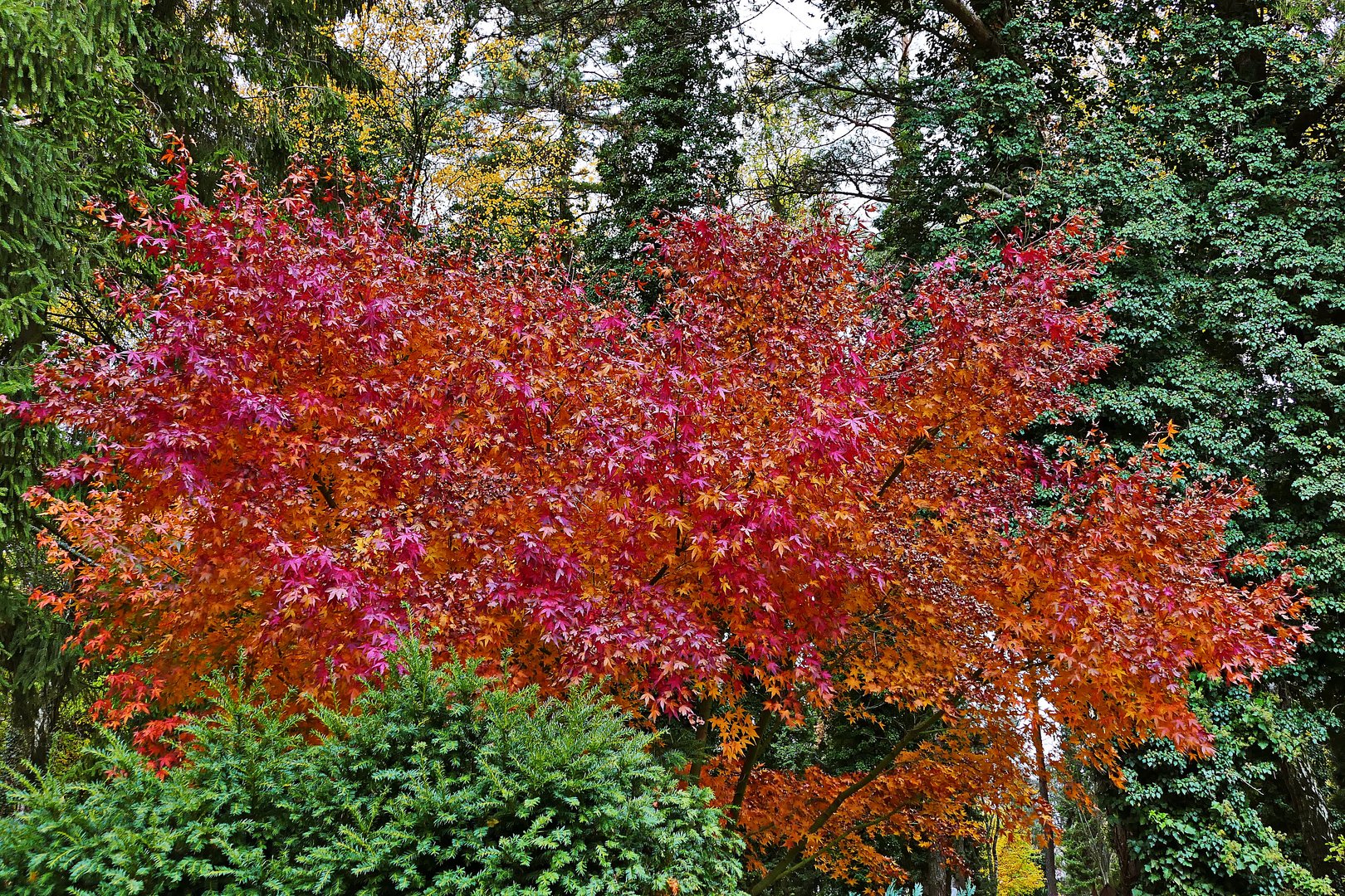 Herbstdominanz