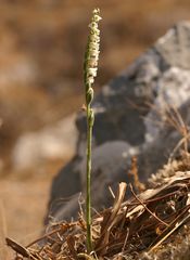 Herbstdrehwurz auf Kreta