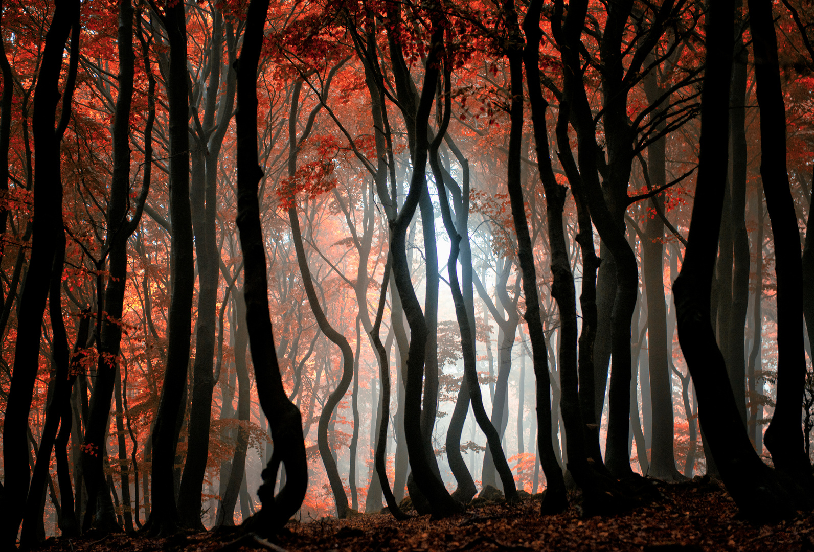 Herbstdunst auf dem Deisterkamm