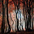 Herbstdunst auf dem Deisterkamm