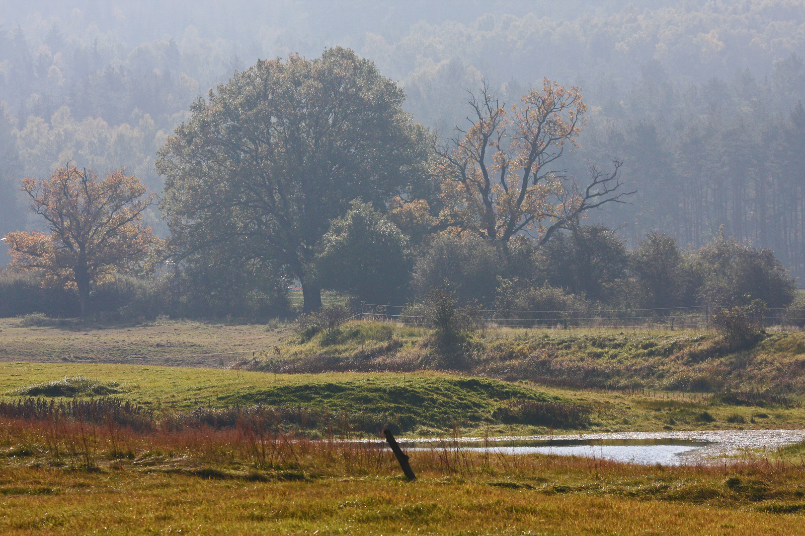 Herbstdunst