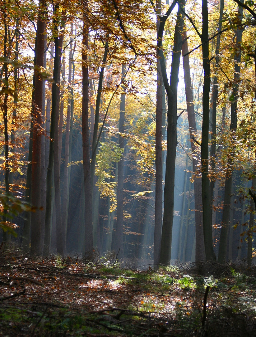 Herbstdunst