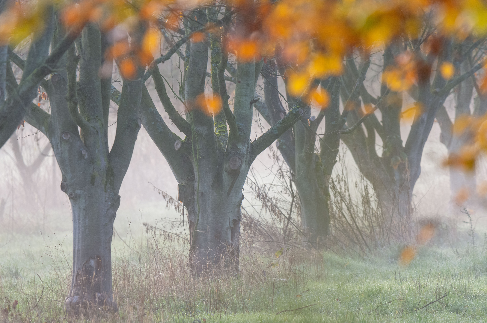 Herbstdunst