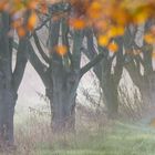 Herbstdunst