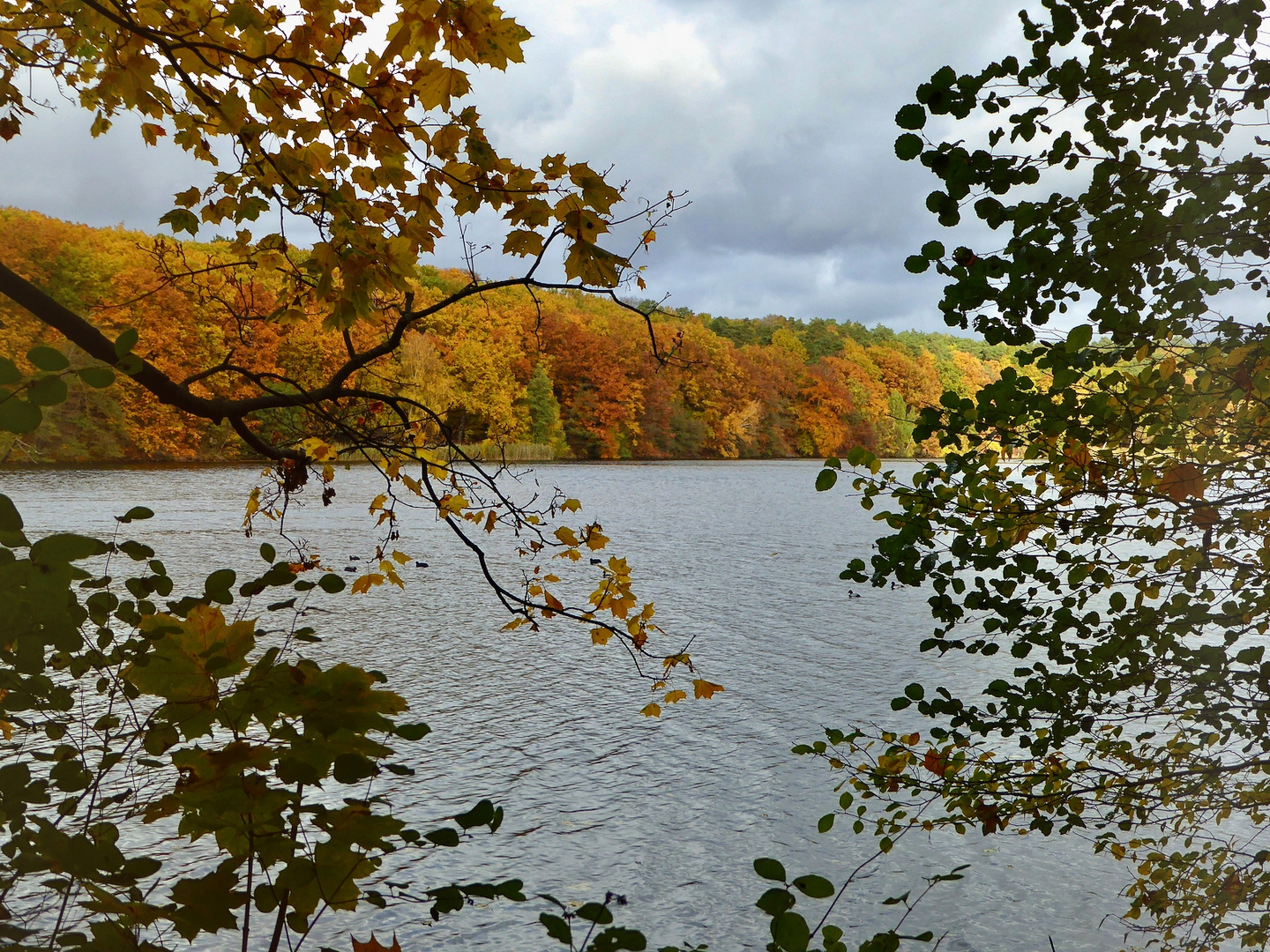 Herbstdurchblick