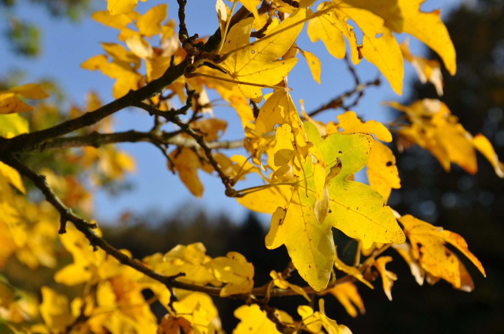 Herbstdurchtränkte Tage