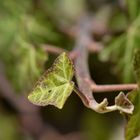 Herbstefeu