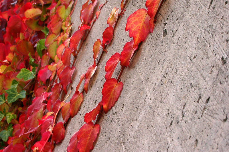 Herbstefeu