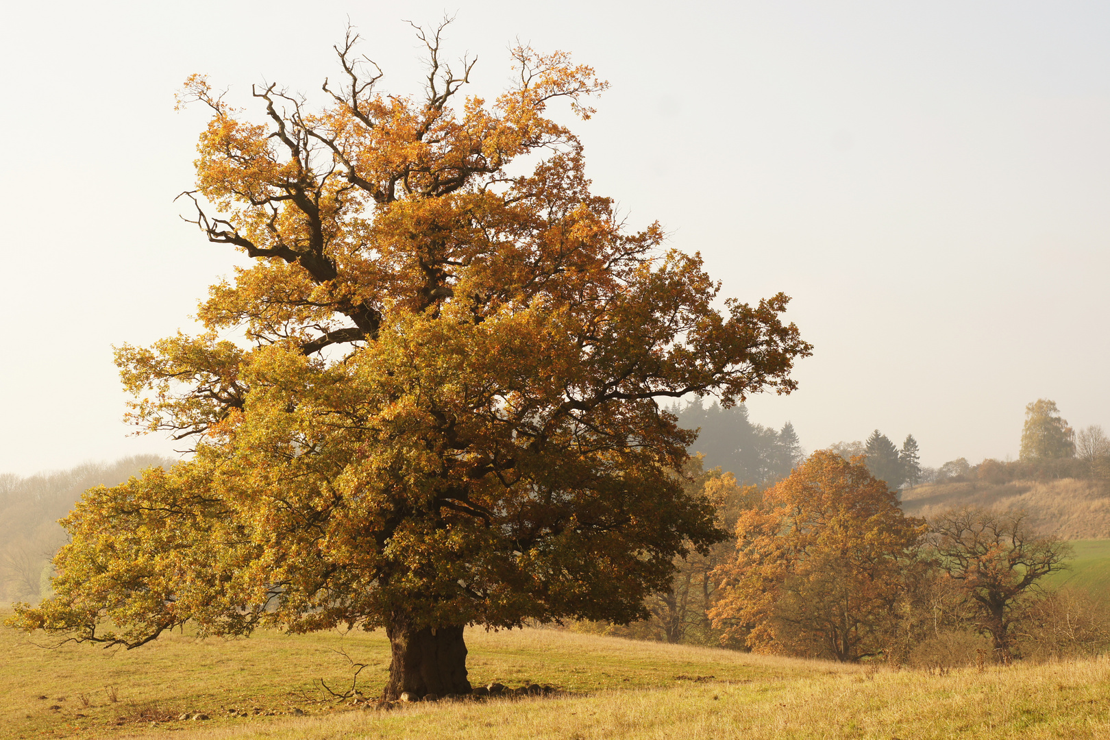 Herbsteiche