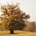 Herbsteiche