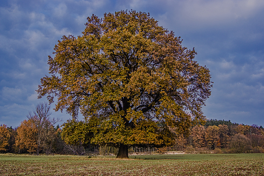 Herbsteiche