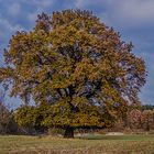 Herbsteiche