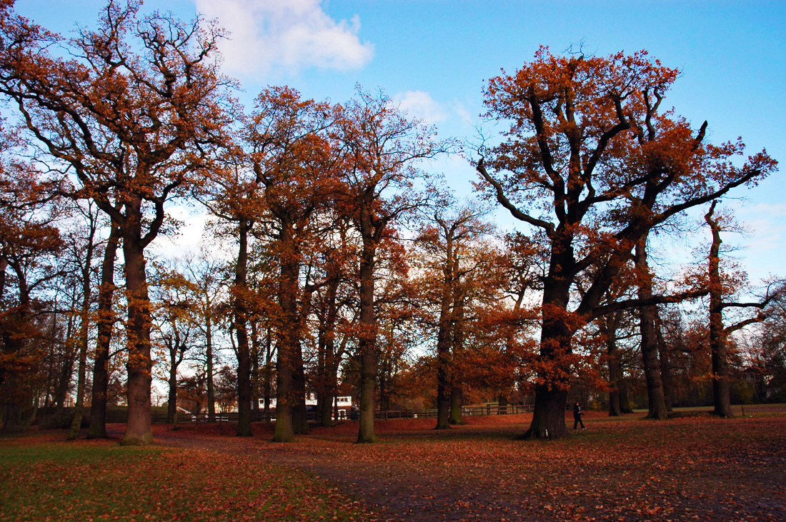 Herbsteichen in einem Hamburger Park