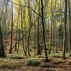 Herbsteindrücke entlang des Pingenpfads (Heiligenwald/Saarland)