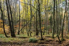 Herbsteindrücke entlang des Pingenpfads (Heiligenwald/Saarland)