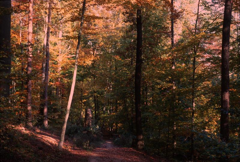 Herbsteindrücke im Wald