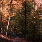 Herbsteindrücke im Wald