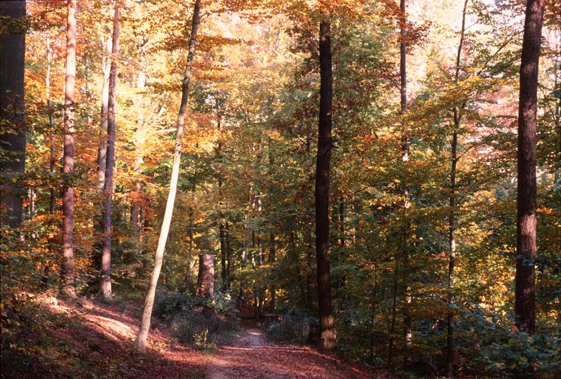 Herbsteindrücke im Wald (überarbeitete Version)