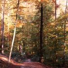 Herbsteindrücke im Wald (überarbeitete Version)