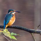 Herbsteisvogel 