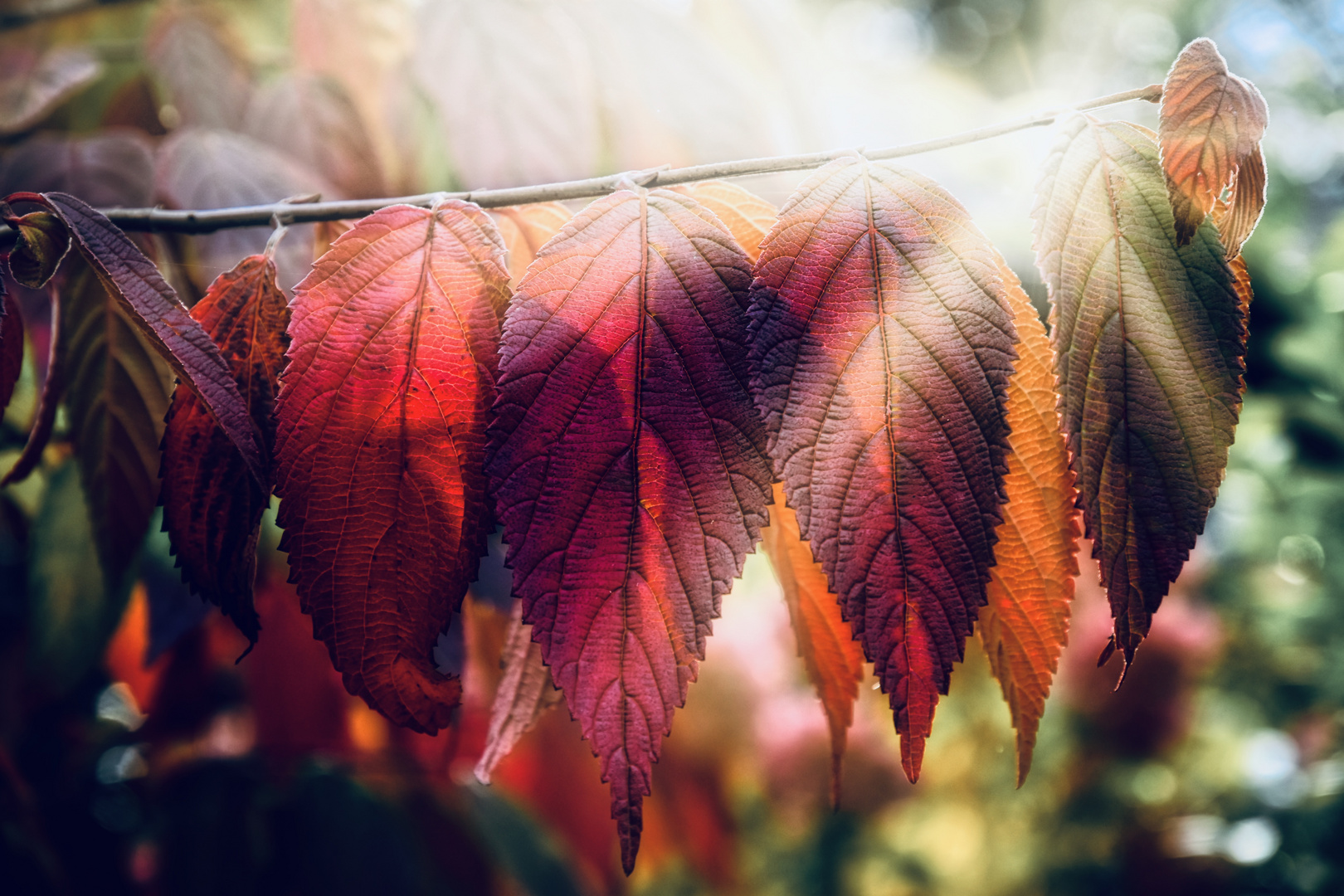 Herbstekstase