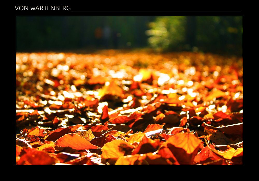 *herbstelemente* II