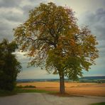 herbsteln im Kraichgau.......