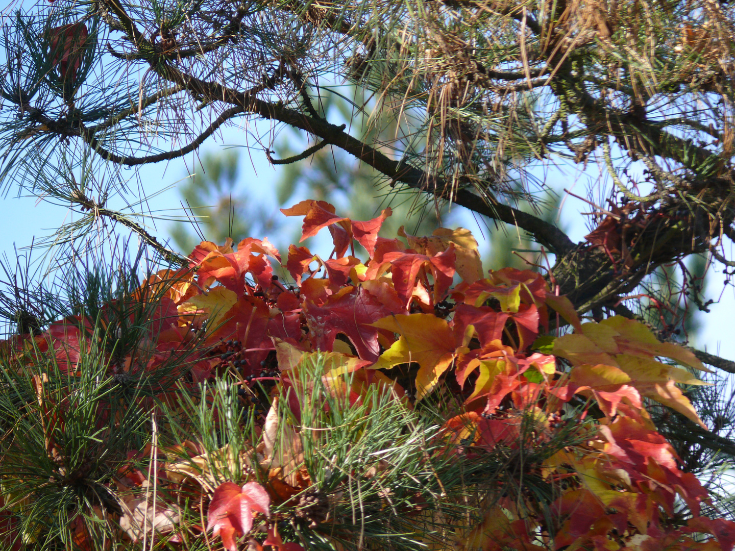 Herbstemotionen