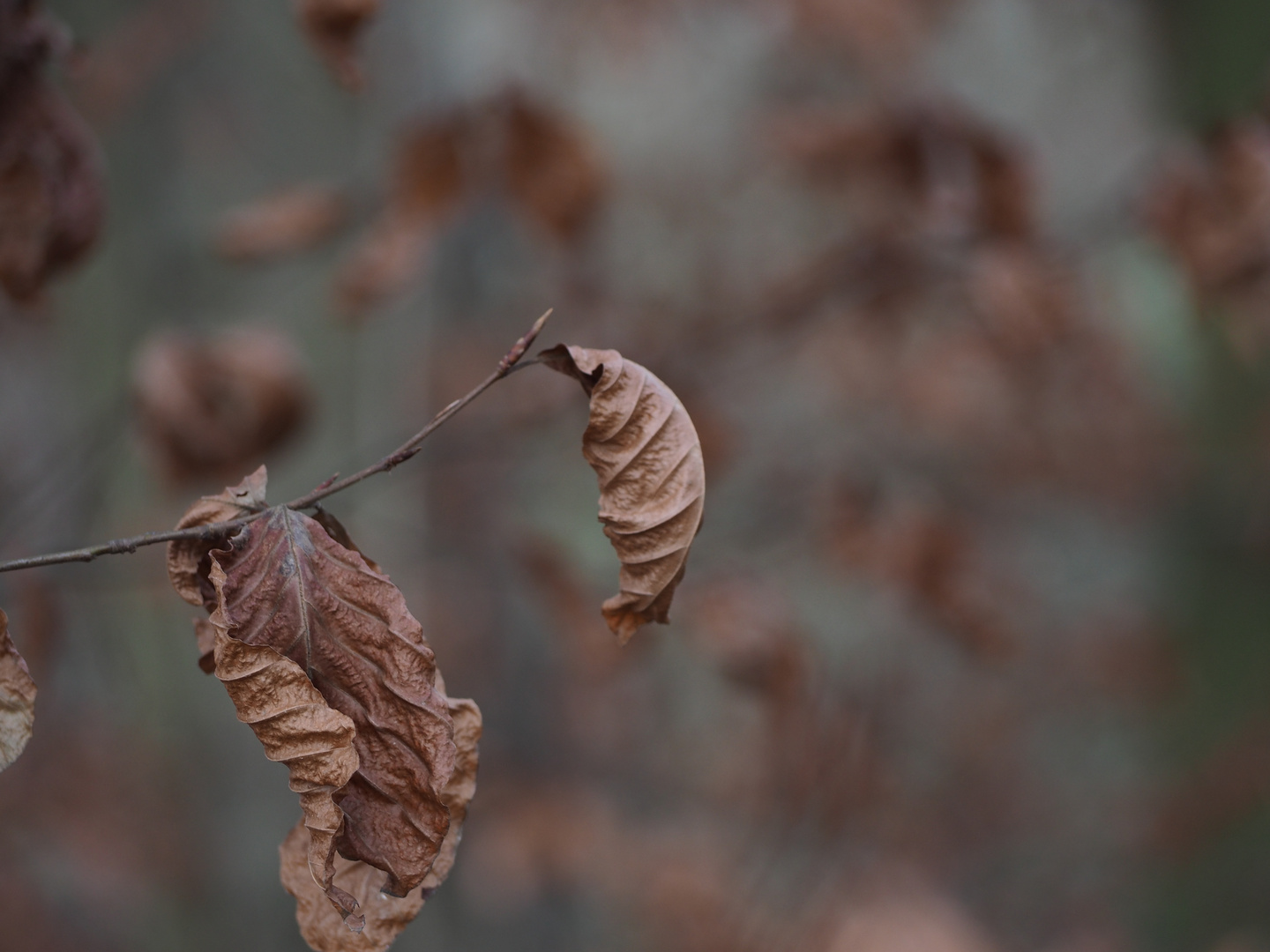 Herbstende-Winteranfang Blatt