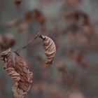 Herbstende-Winteranfang Blatt