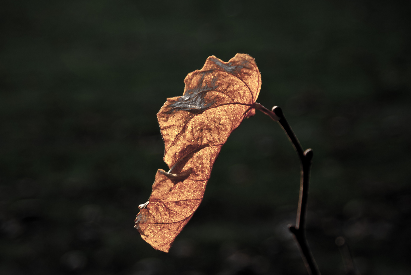 Herbstendsonne