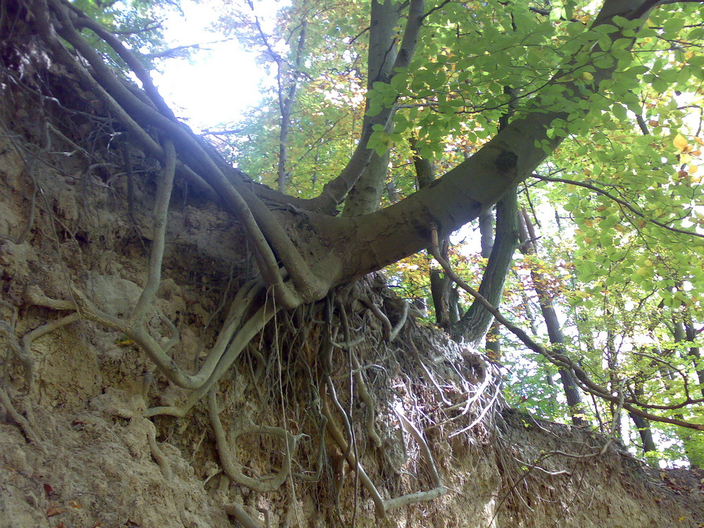 Herbstentdeckungen