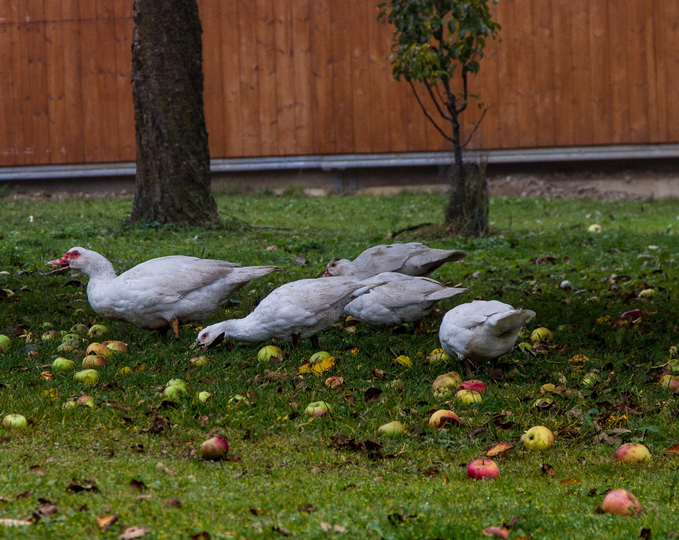 Herbstente