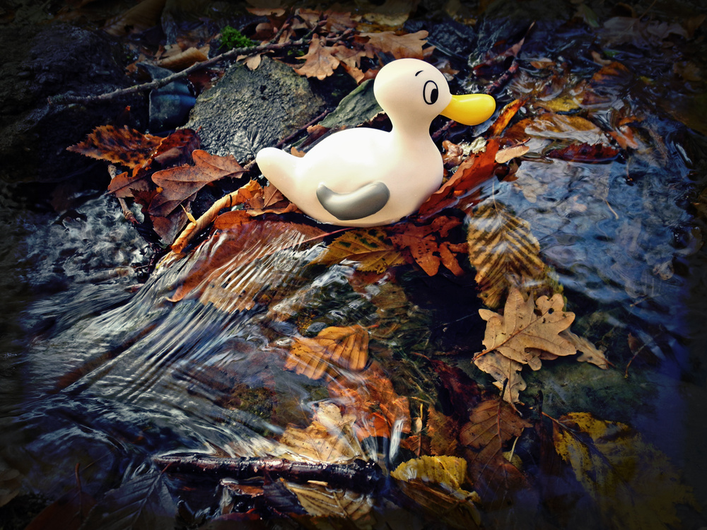 herbst.Ente